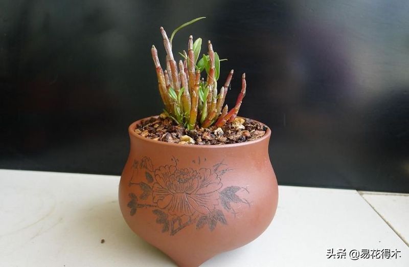 石斛家庭盆栽种植方法