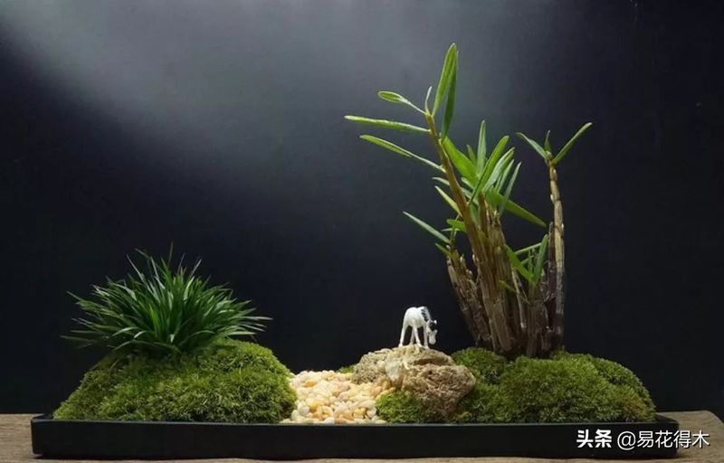 石斛家庭盆栽种植方法