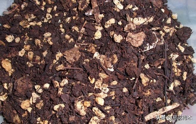 石斛家庭盆栽种植方法
