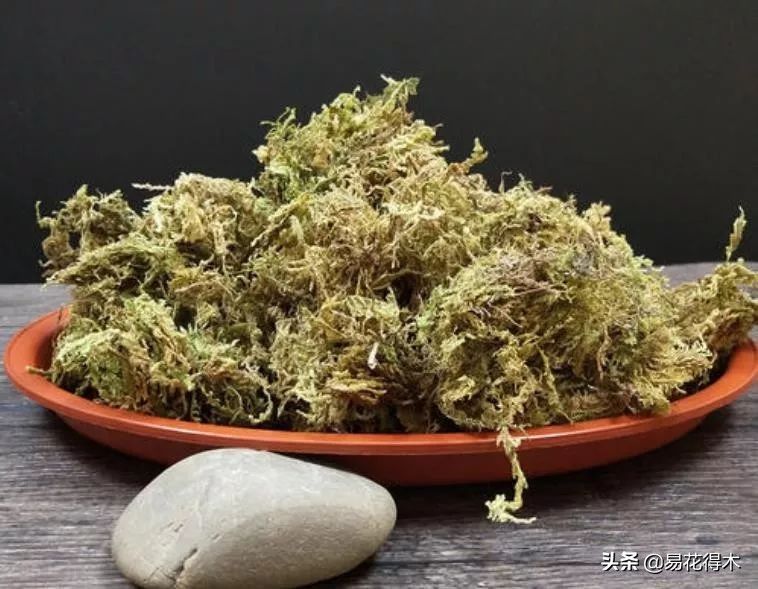 石斛家庭盆栽种植方法