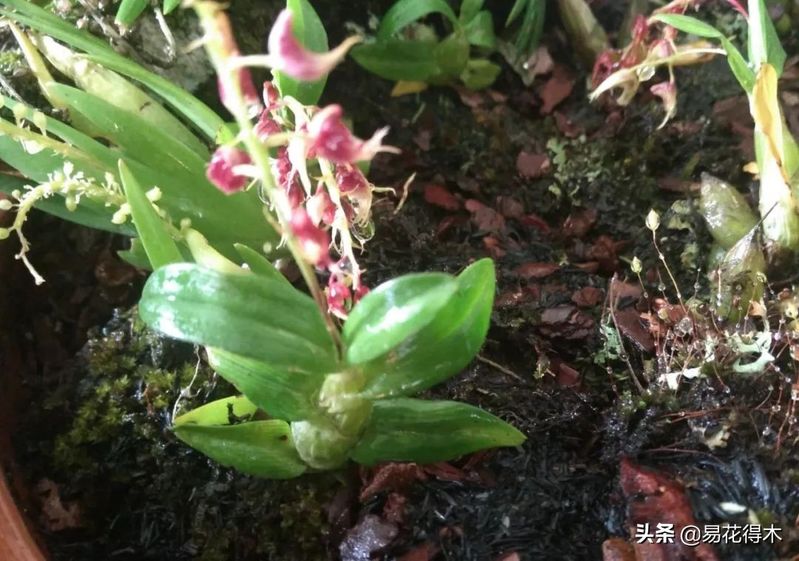 石斛家庭盆栽种植方法