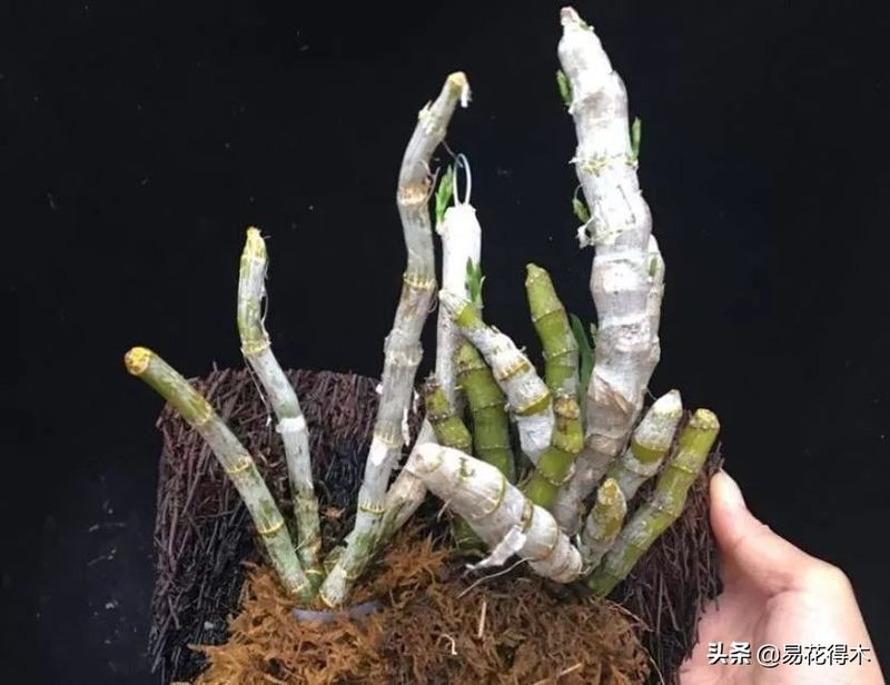 石斛家庭盆栽种植方法