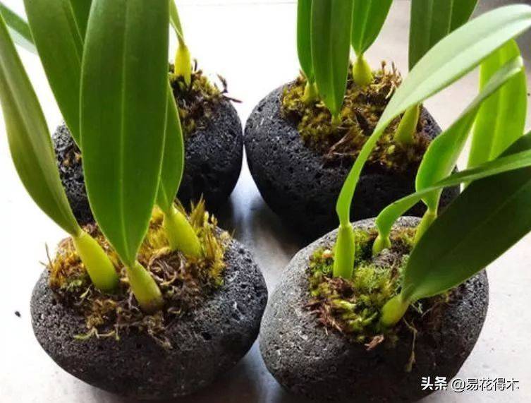 石斛家庭盆栽种植方法