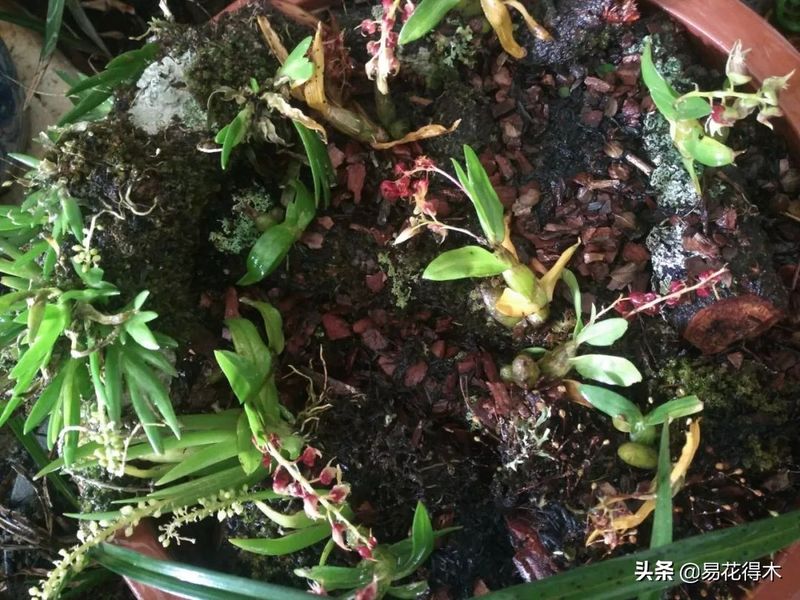 石斛家庭盆栽种植方法