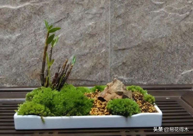 石斛家庭盆栽种植方法