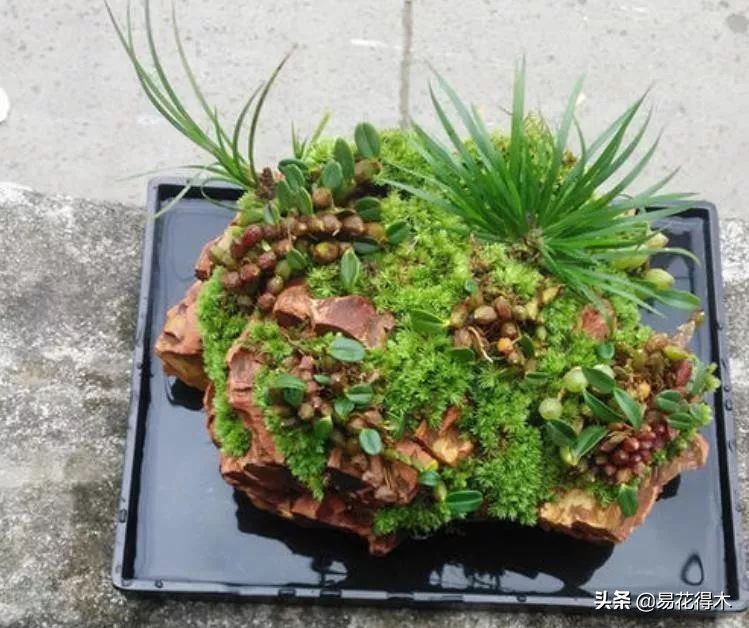 石斛家庭盆栽种植方法