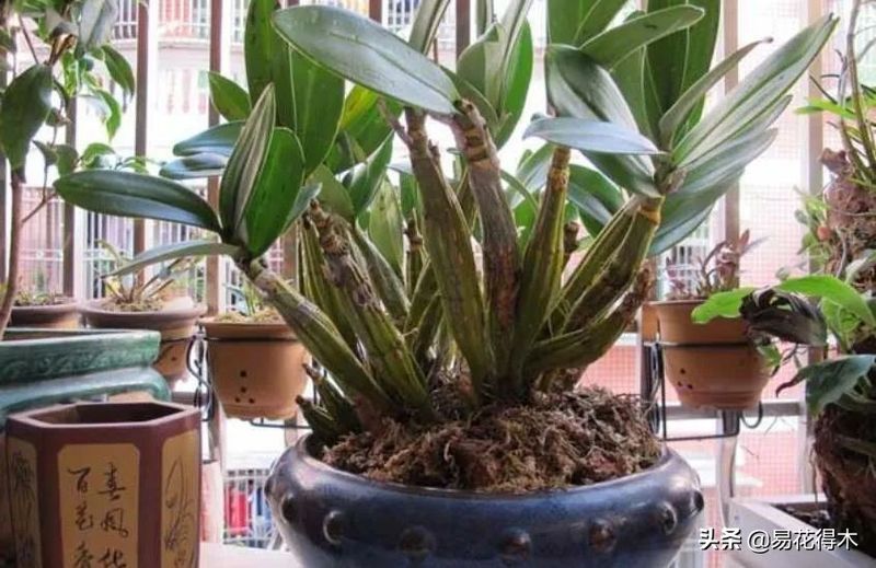 石斛家庭盆栽种植方法
