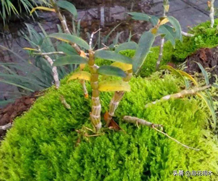 石斛家庭盆栽种植方法