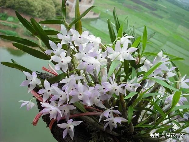 石斛家庭盆栽种植方法