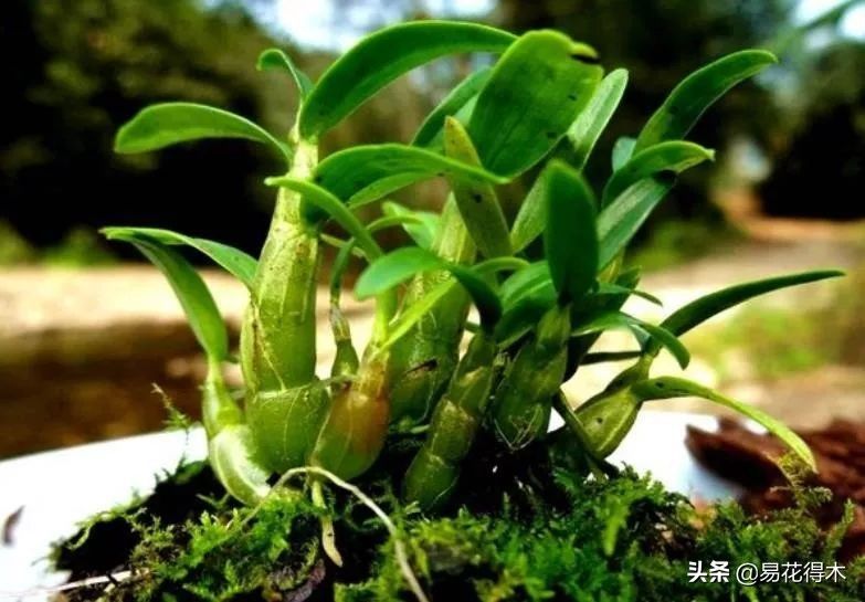 石斛家庭盆栽种植方法