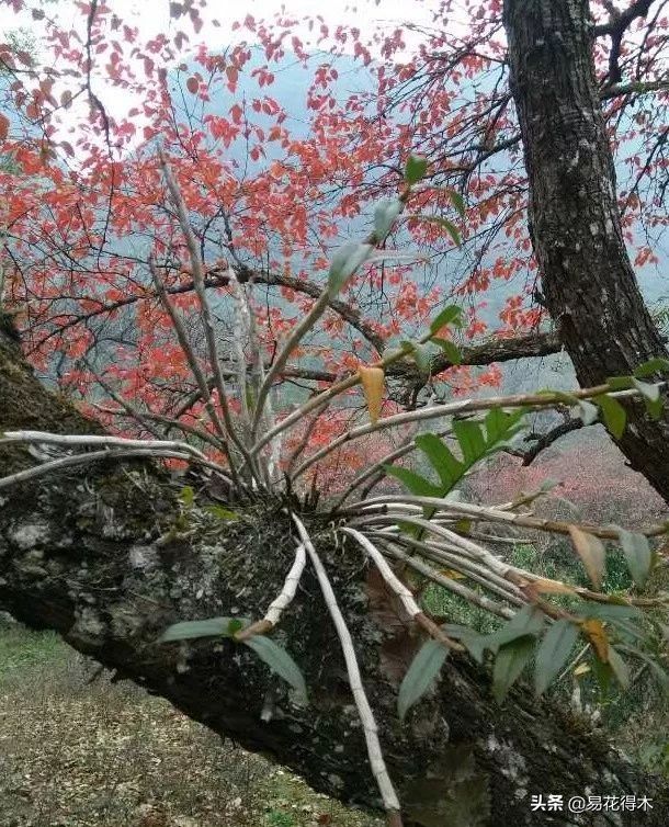 石斛家庭盆栽种植方法