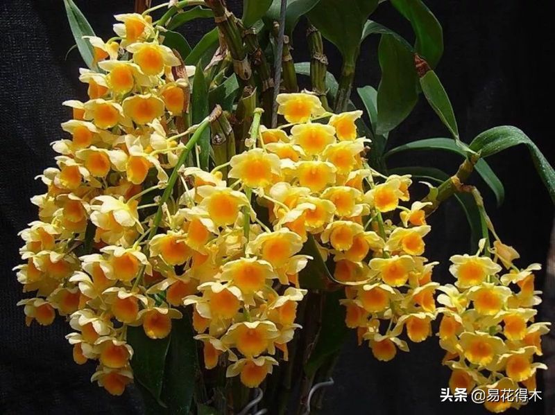 石斛家庭盆栽种植方法