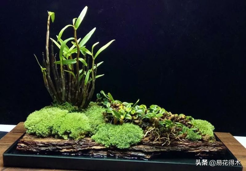 石斛家庭盆栽种植方法