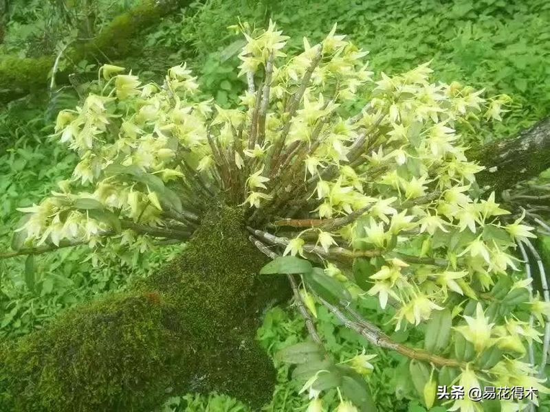 石斛家庭盆栽种植方法