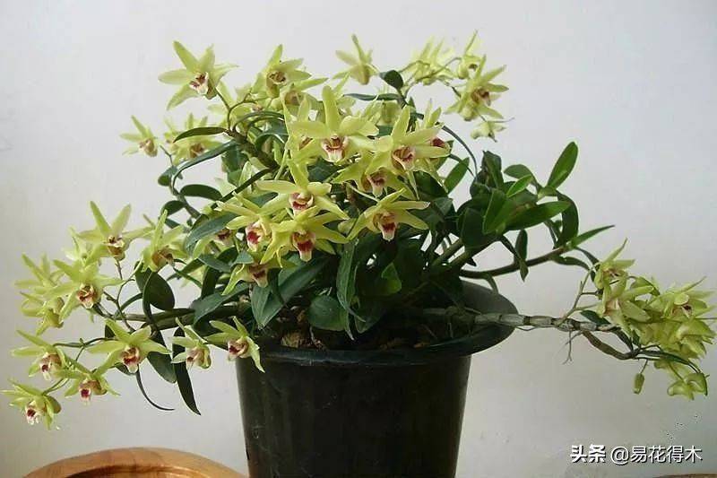 石斛家庭盆栽种植方法