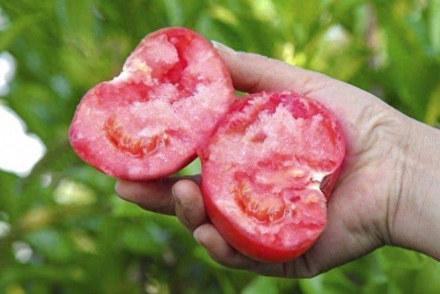 Winter tomato cultivation techniques