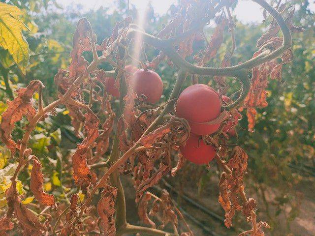 Winter tomato cultivation techniques