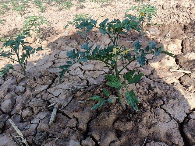 Winter tomato cultivation techniques