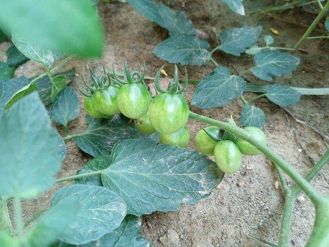 Winter tomato cultivation techniques