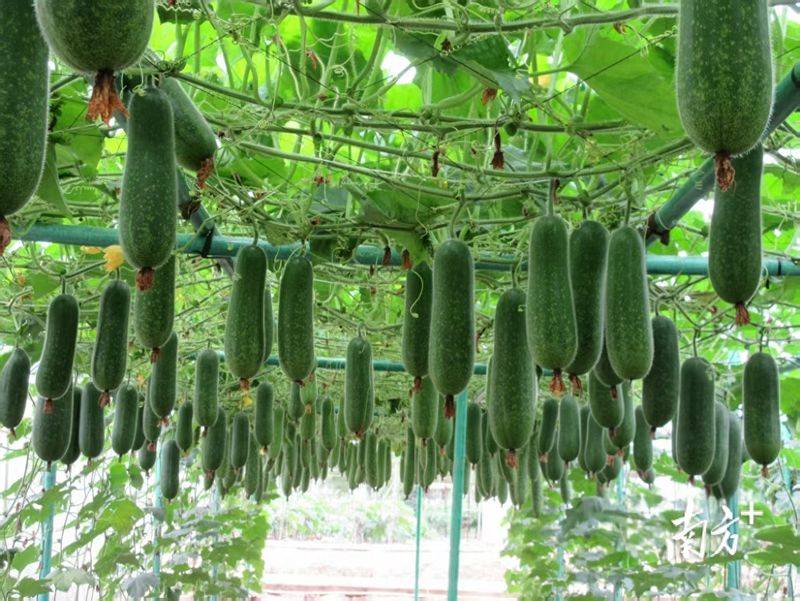 节瓜的种植方法