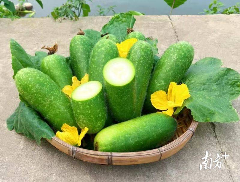 节瓜的种植方法