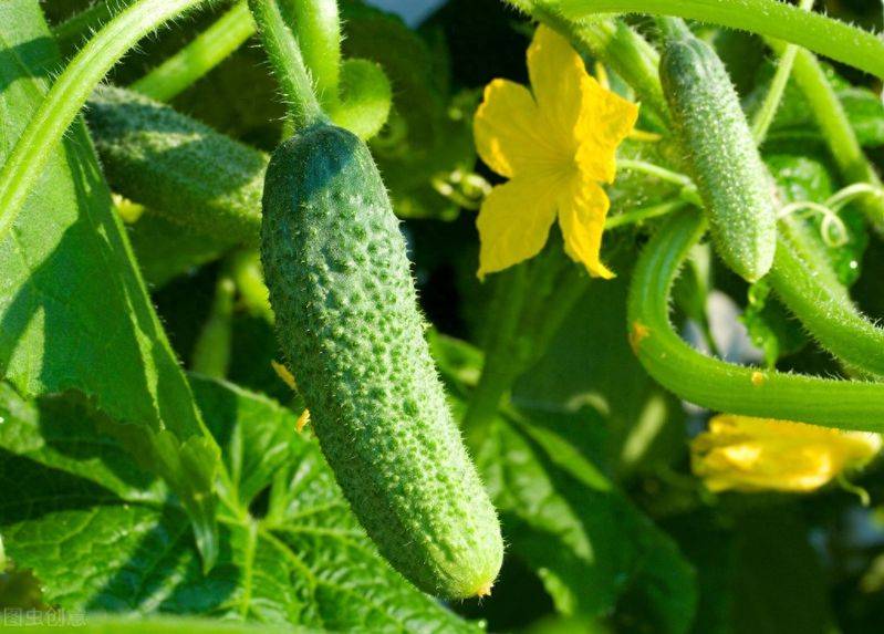 Autumn cucumber plantation technology