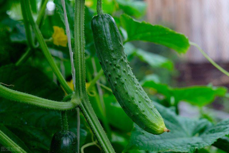 Autumn cucumber plantation technology