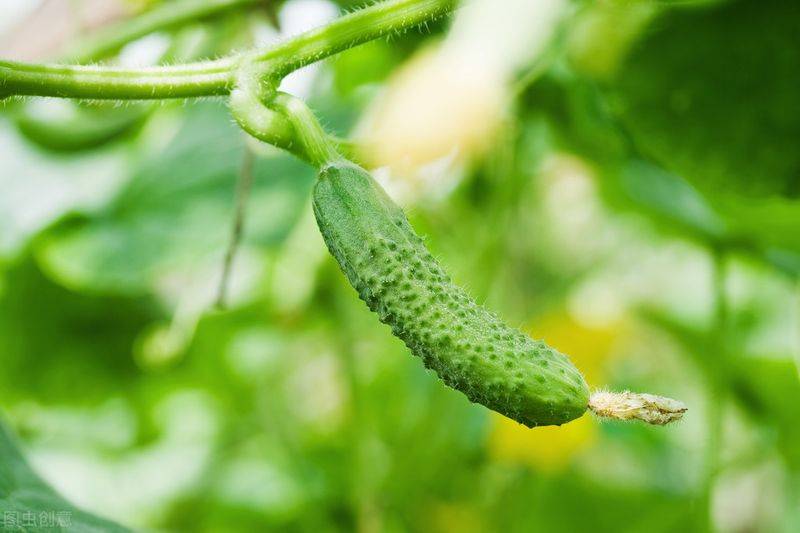 Autumn cucumber plantation technology