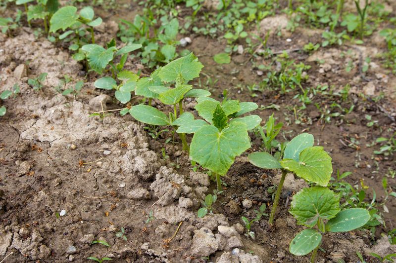 Autumn cucumber plantation technology