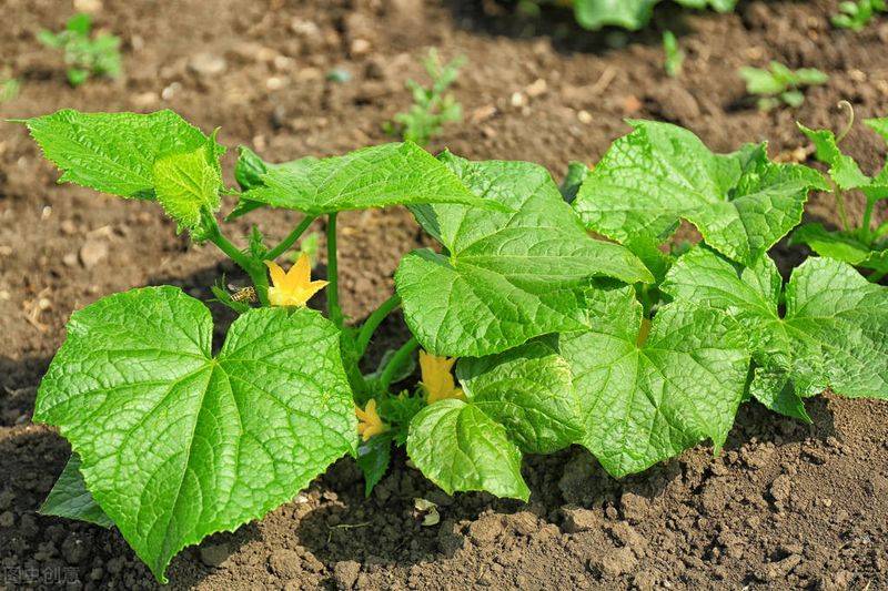 Autumn cucumber plantation technology