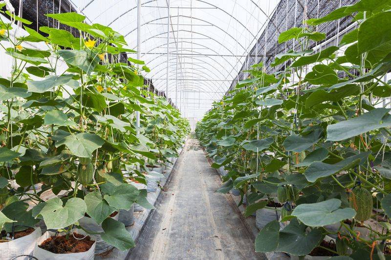 Autumn cucumber plantation technology