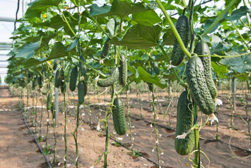 Autumn cucumber plantation technology
