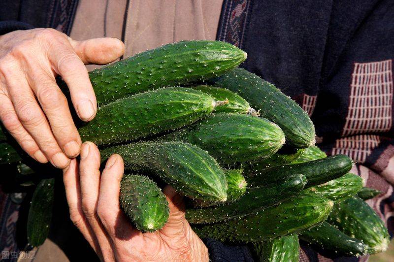 Autumn cucumber plantation technology