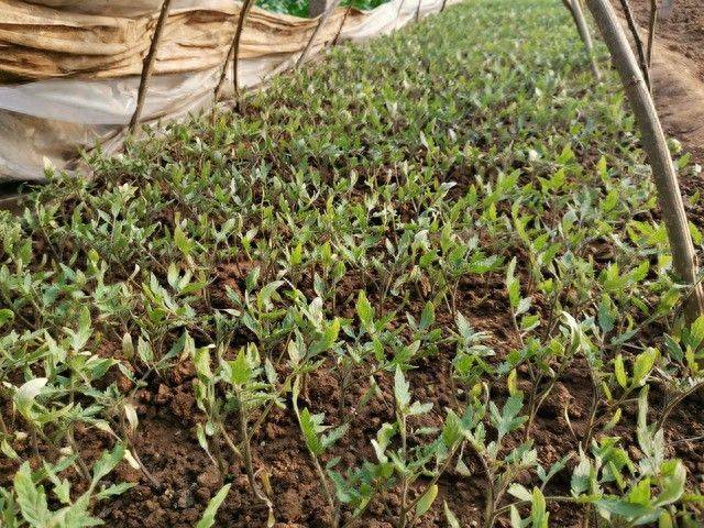 冬季西红柿种植技术