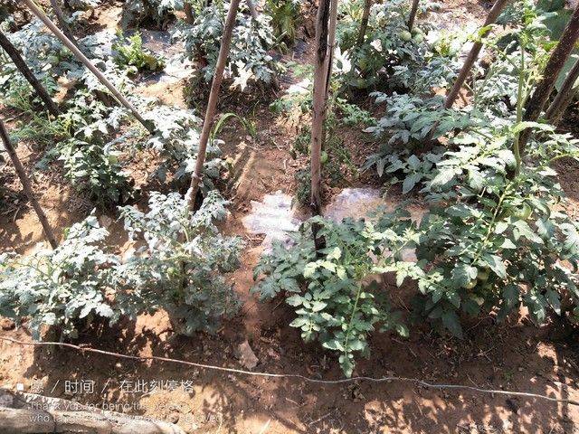 冬季西红柿种植技术