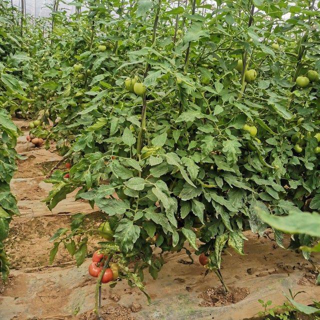 冬季西红柿种植技术