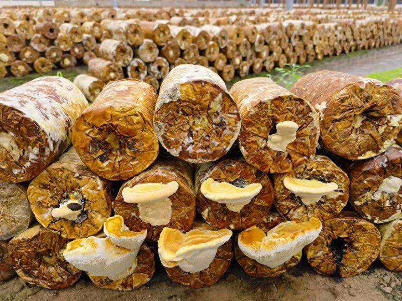 San and yellow cultivation techniques