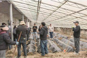 Technology for growing cabbage