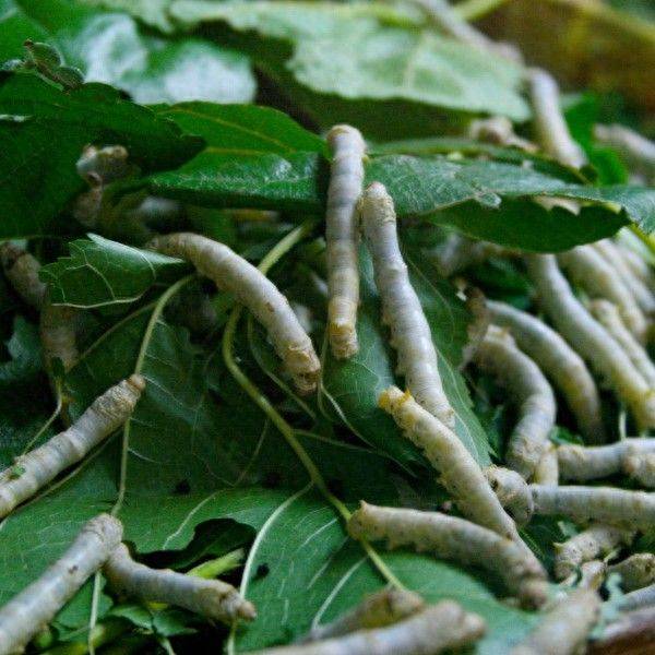 San and yellow cultivation techniques