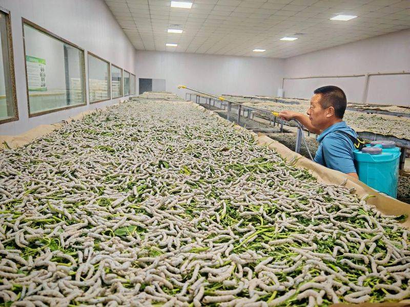 San and yellow cultivation techniques