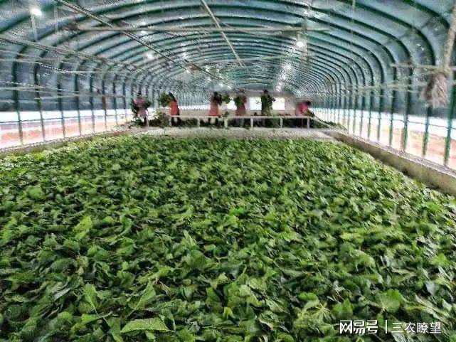 San and yellow cultivation techniques