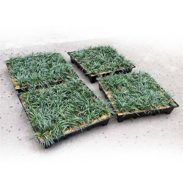 How to grow grass