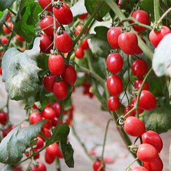The method of planting the fruit of the holy virgin