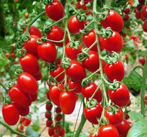 The method of planting the fruit of the holy virgin