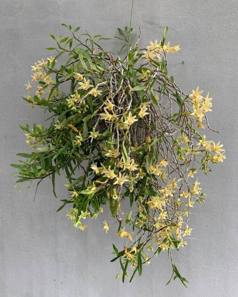 The method of family plant cultivation
