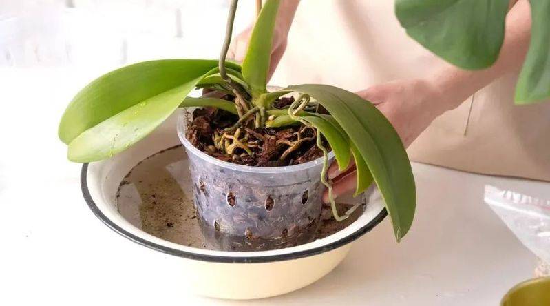 The method of family plant cultivation