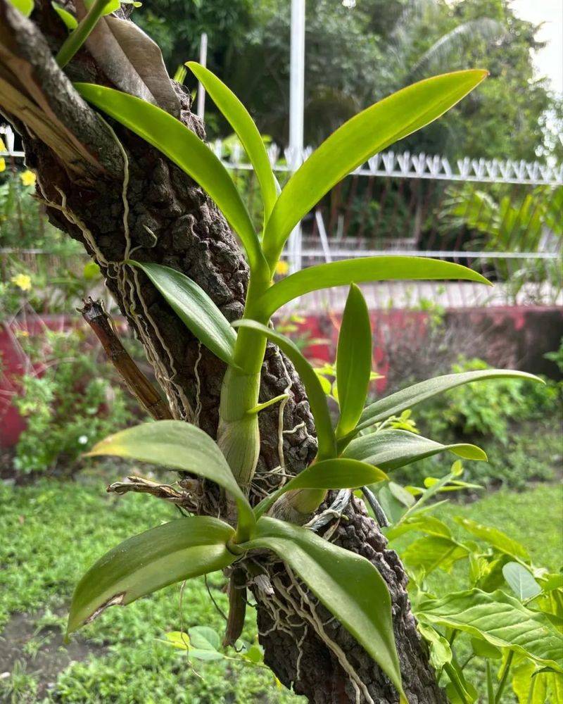 The method of family plant cultivation