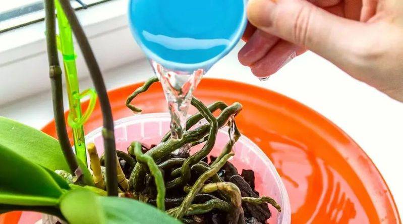 The method of family plant cultivation