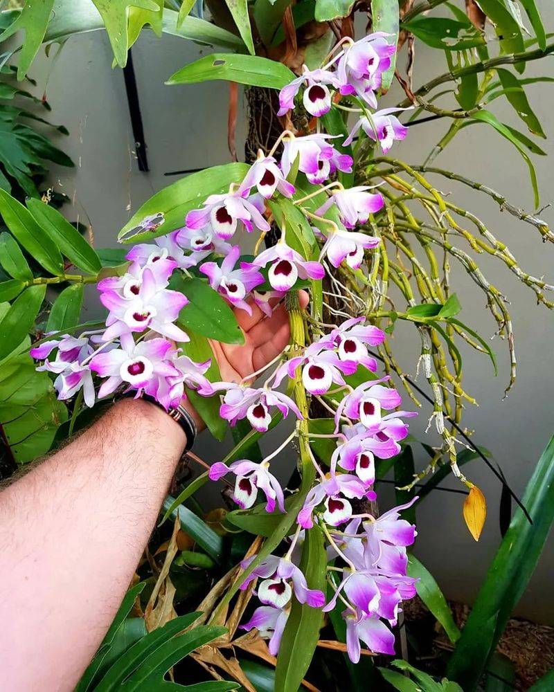 The method of family plant cultivation