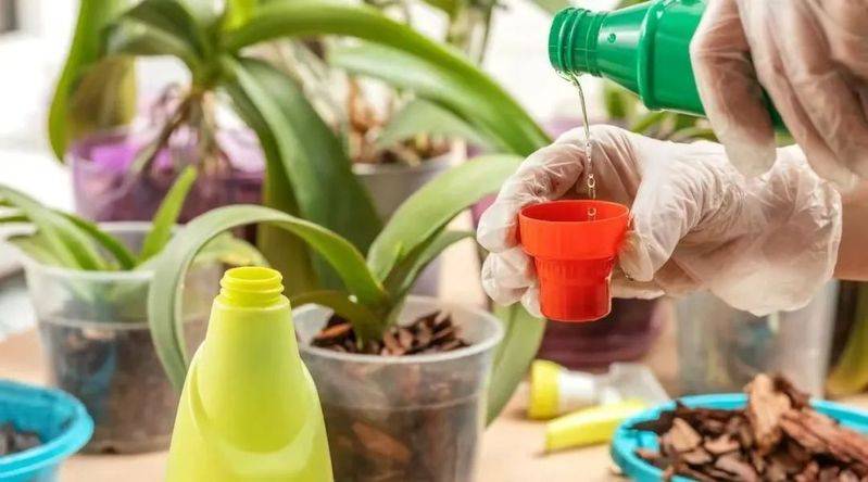The method of family plant cultivation